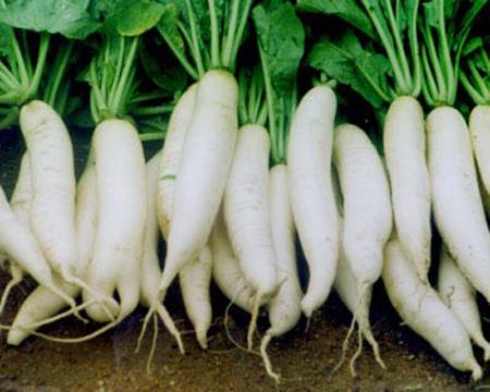 Củ cải trắng chữa viêm gan vàng da