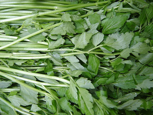 Rau cần tây rất tốt trong bệnh lý huyết áp cao(3/1/2013)