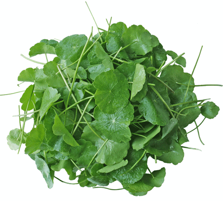 Rau má (500gr)