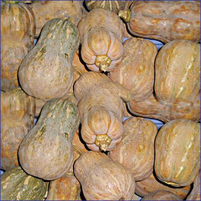 Bí đỏ hồ lô (kg)
