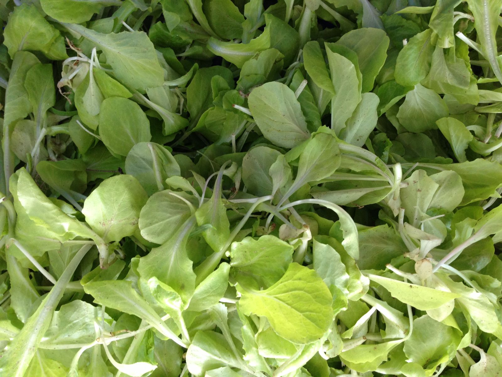 Rau cải mầm (hộp)