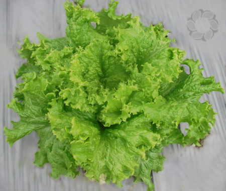 Xà lách lô lô xanh  (500gr)