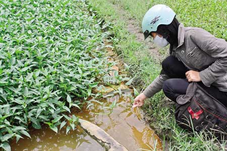 Ghê người với kỹ nghệ trồng rau muống (21/1/2013)