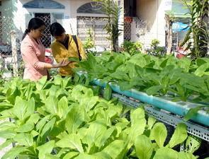 Đi chợ mua rau sạch