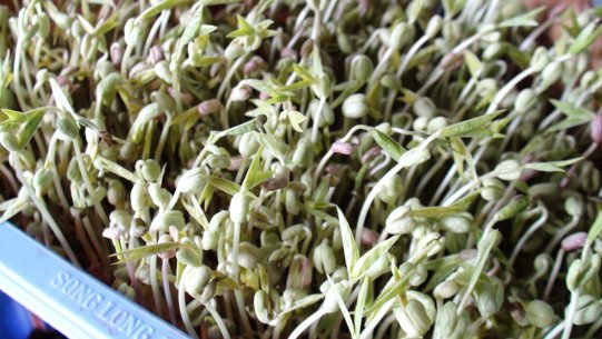Công dụng bất ngờ từ rau mầm (22/02/2013)