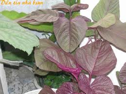 Chữa bệnh bằng cây rau dền (24/01/2013)
