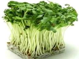 Rau mầm là gì? (17/01/2013)