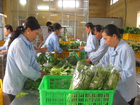 Rau an toàn tạo niềm tin cho người tiêu dùng