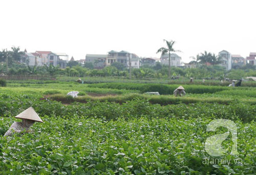 Rau trái mùa xanh tốt nhờ tưới nhiều loại thuốc