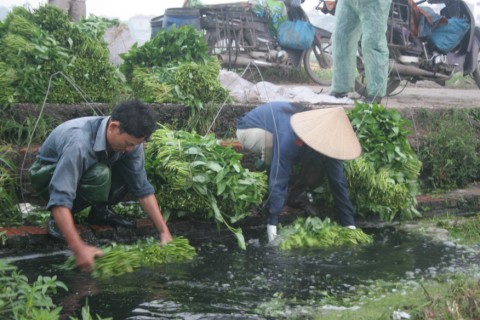 Rau bẩn- sự vô tâm từ ai? (18/03/2013)