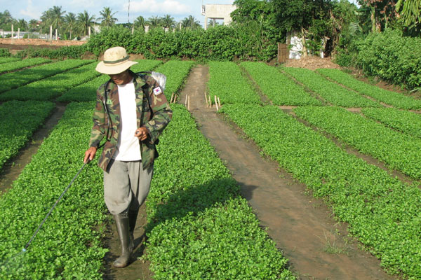 Rau Xanh và Cơm Bụi đáng lo ngại về vệ sinh an toàn thực phẩm nhất