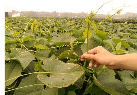 Đặc sản su su “tắm” thuốc kích thích