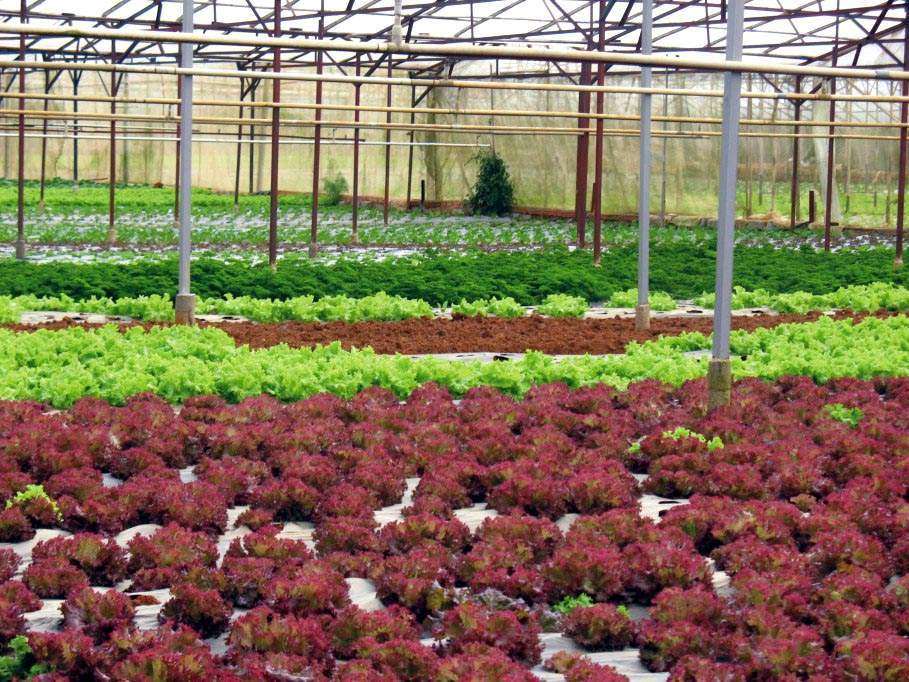 Tìm đầu ra cho nông sản sạch